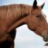 Долголетие лошади: сколько в среднем живет конь